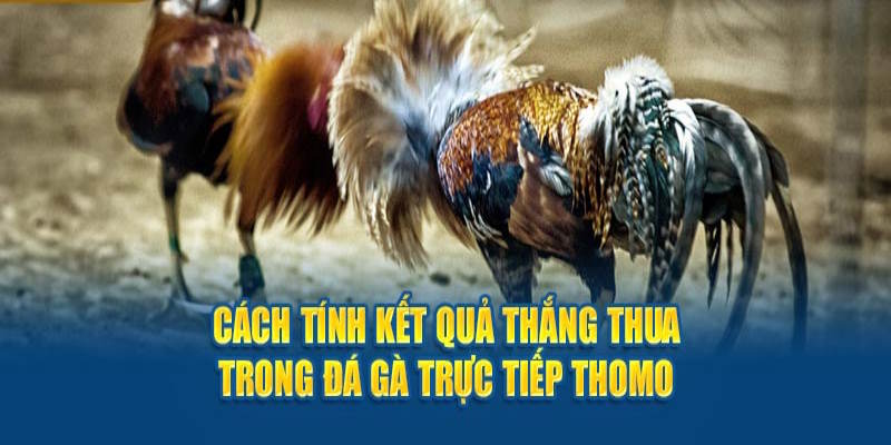 Tính kết quả thắng thua trong đá gà Thomo rất đơn giản