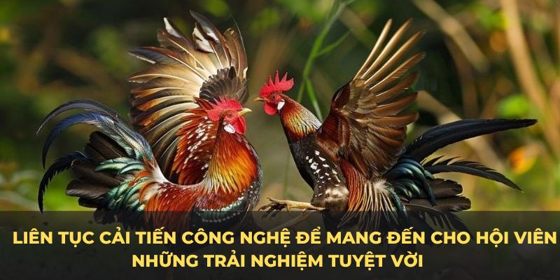 Sảnh đá gà trực tiếp c1 luôn liên tục cải tiến công nghệ để mang đến cho hội viên những trải nghiệm tuyệt vời 