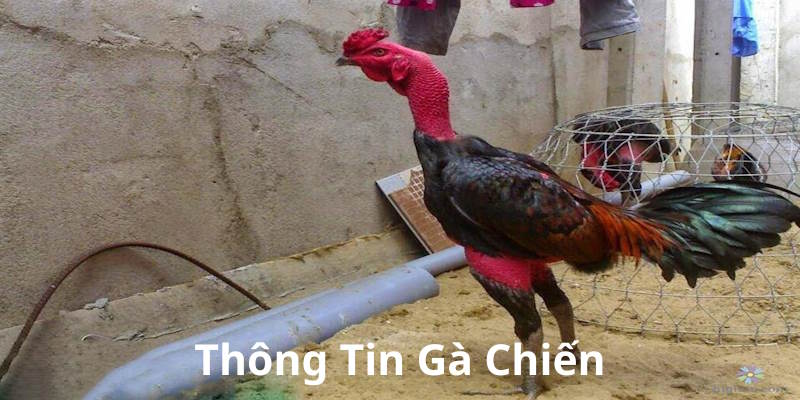 Định nghĩa về gà chiến dễ hiểu