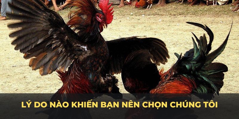 Lý do nào khiến bạn nên chọn sảnh đá gà cựa sắt BJ88 là điểm đến thích hợp với bạn